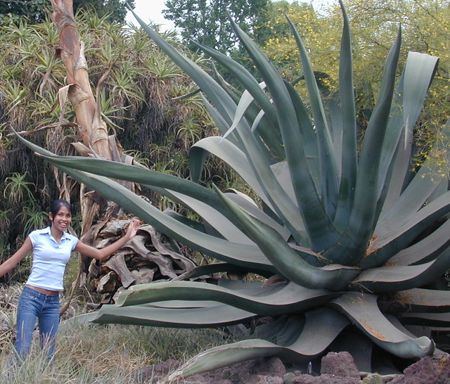 Agave, extra large.