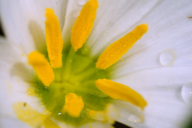 Water puddling in a fairy lily