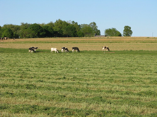 cows farm pa dairyfarming blaircountypa