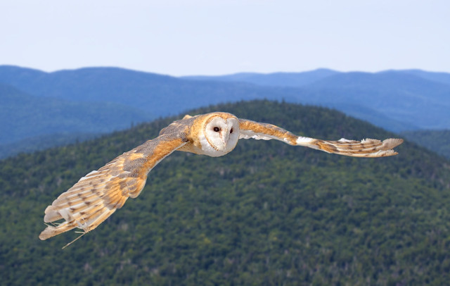 Effraie des clochers en vol - Barn owl in flight