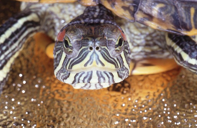 Terrapin - Wasserschildkröte - Rotwange - starwarrior
