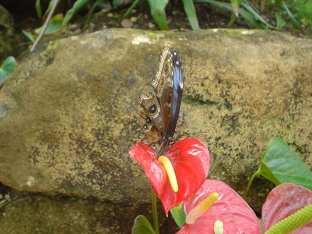 Butterfly on Flower 1