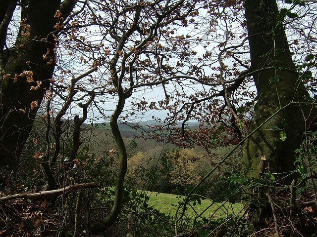 The woods above Lifton, Devon