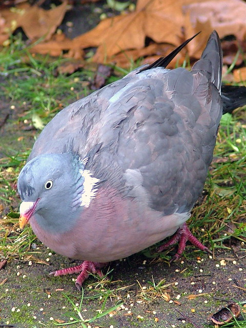 Hyde Park - London, England - Wood Pigeon - February 8th 2007