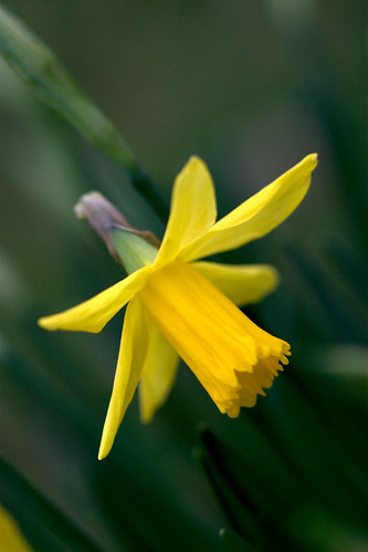 first daffodil