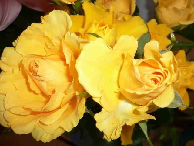 Yellow rococò roses