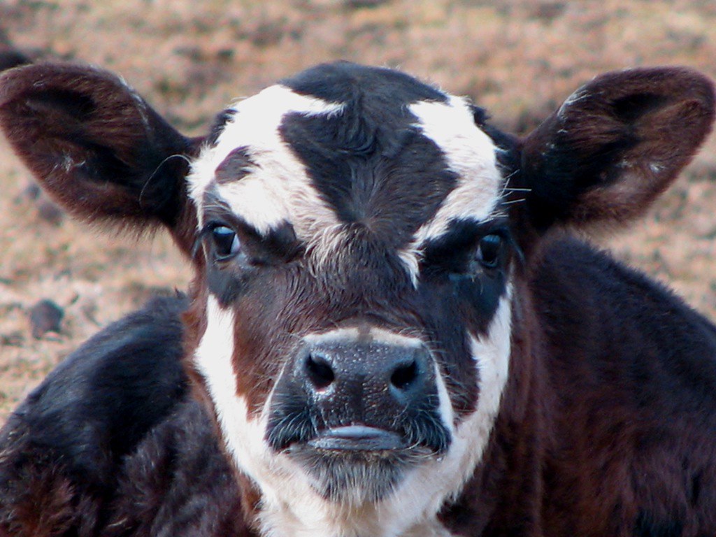 Cow Yeah Another Young Cow | Yeah, I'm sticking my tongue out at you.… | Audrey ...