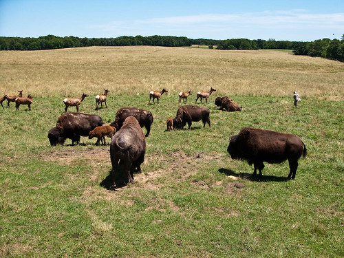 statepark park usa nature public animal illinois elk bison hannacity sourcefritzmb wiildlifeprairiestatepark
