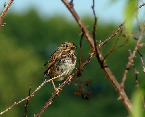 birds sparrow