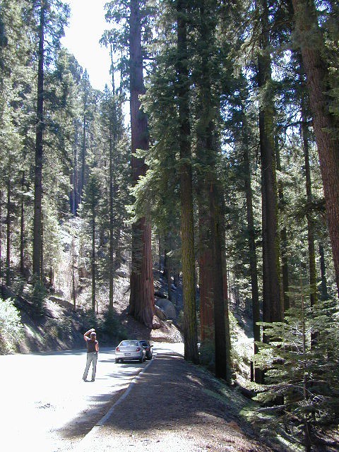 Sequoia Groves & Jenn (the newbie)