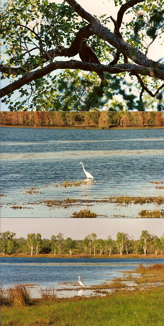 Great Egret near Jabiluka (NT)
