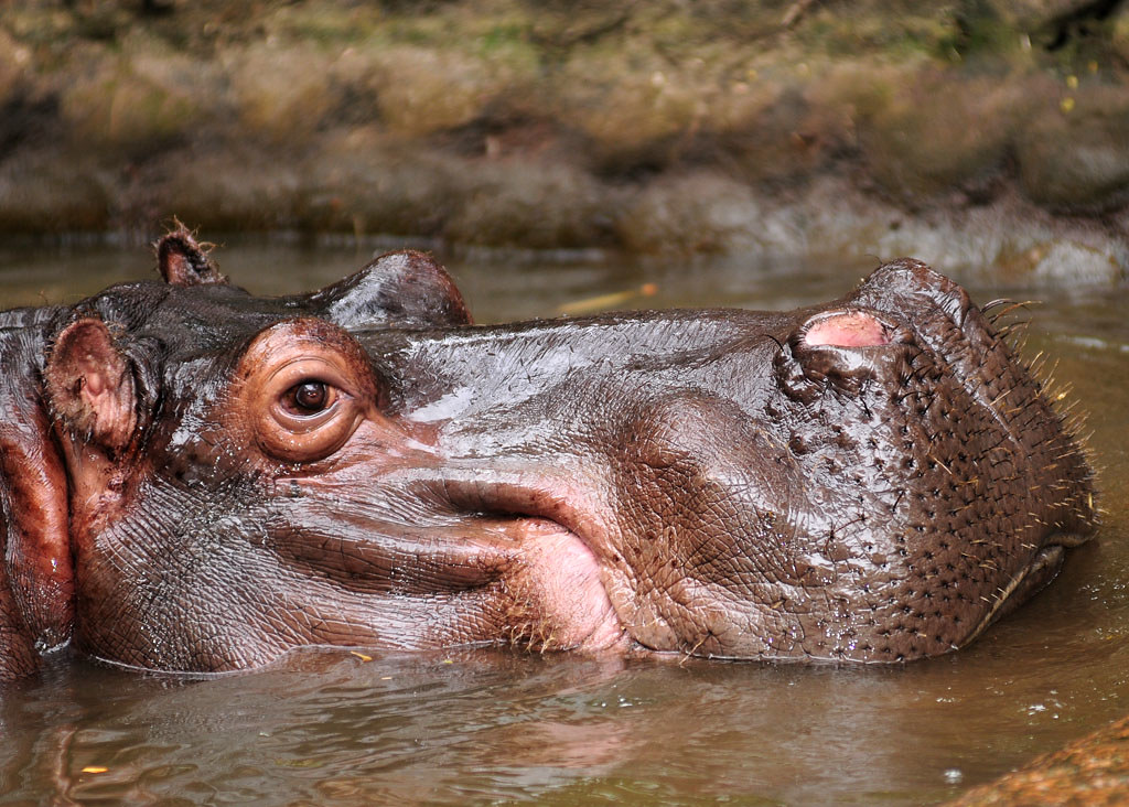 Moto Moto, Eu adoro hipopótamo muito antes de saber que é u…