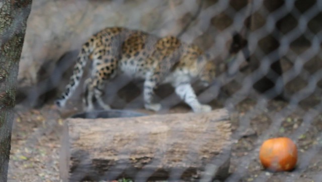 Critically endangered Amur Leopards.