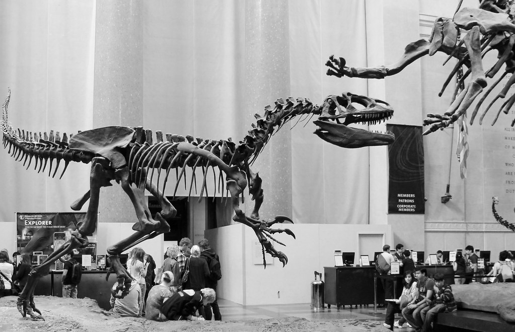 Allosaurus vs Barosaurus, Museum of Natural History, Upper West Side.