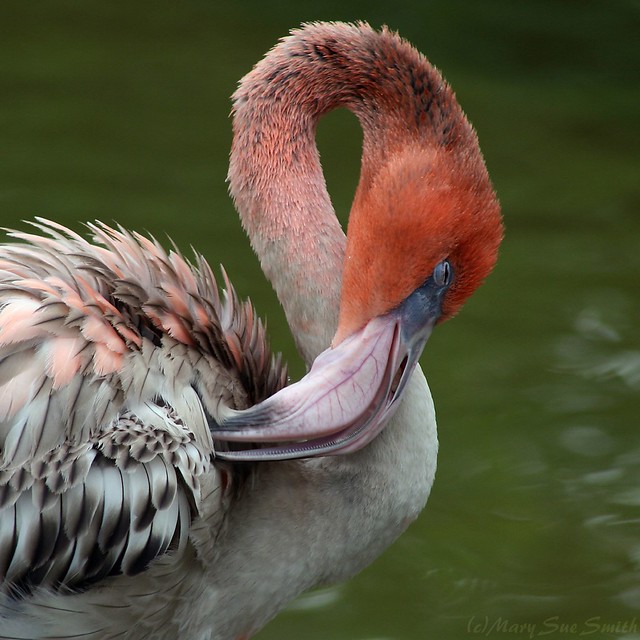 Caribbean Flamingo 2