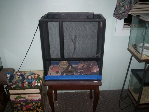 bearded dragon open air cage