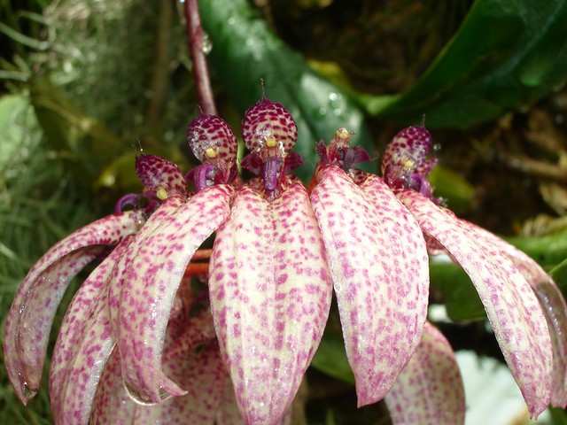 Bulbophyllum pulchrum 2006-03-14 01