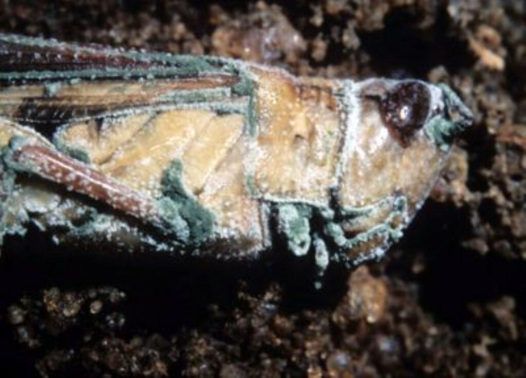 Grasshopper killed by fungal disease