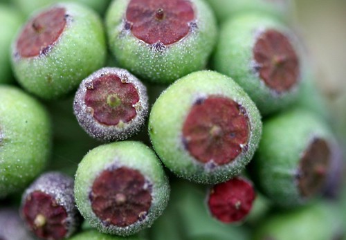 Seeds... poison ivy | by Lightspectral