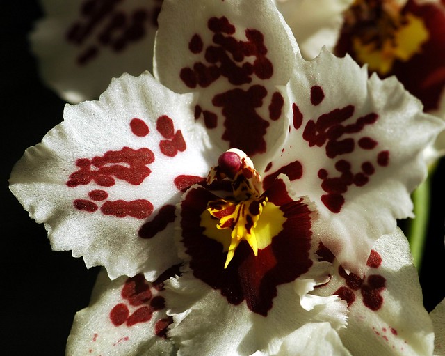 Orchid; close-up.