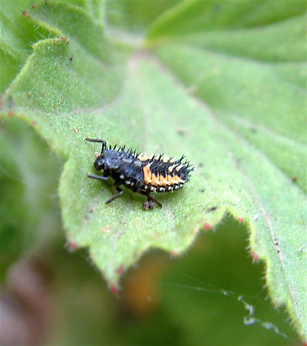 Lady Beetle larvae | This larvae does not resemble the adult… | Flickr
