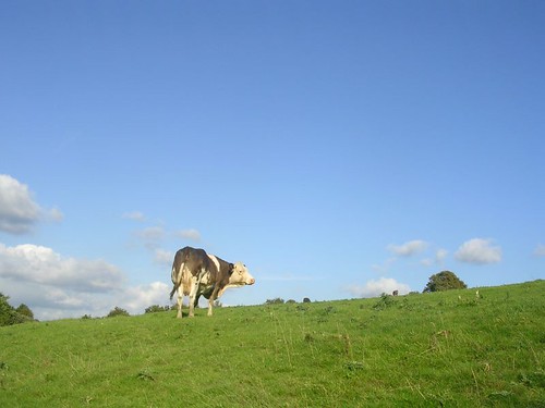 Cow Battle Circular