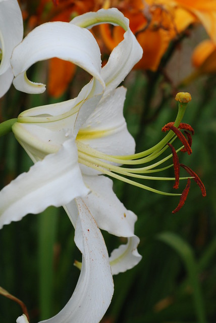 White Lili