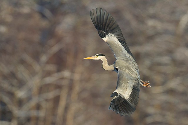 Ardea cinerea | Grey Heron | gråhäger