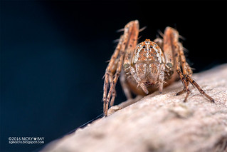 Lynx spider (Hamataliwa sp.) - DSC_4113