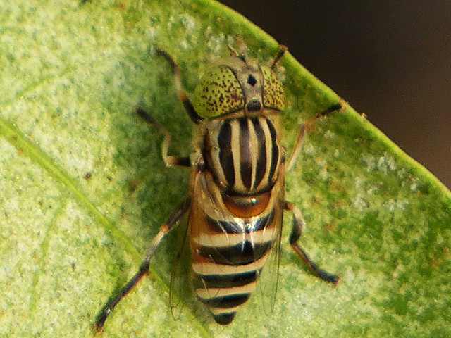 CLOSE-UP CAPTURE OF A FLY