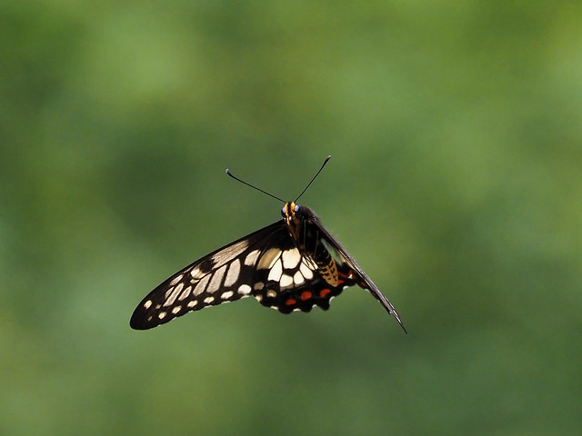 Dainty Swallowtail in flight