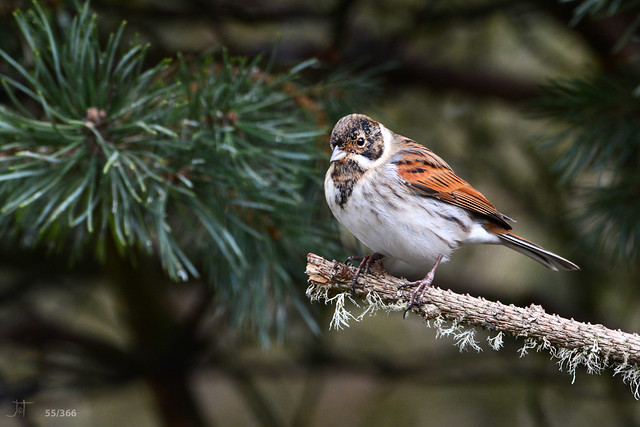 Reed Bunting 55/366 Challenge