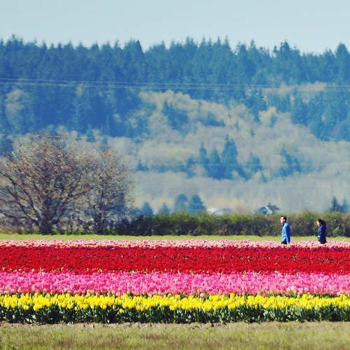 Enroute: the tulip fields are all a buzz... #colorpattern #tulips #tulipfields #color #skagitvalley #onthesideoftheroad | by klt:works