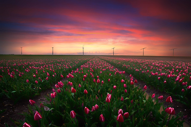 Windmill Tulips