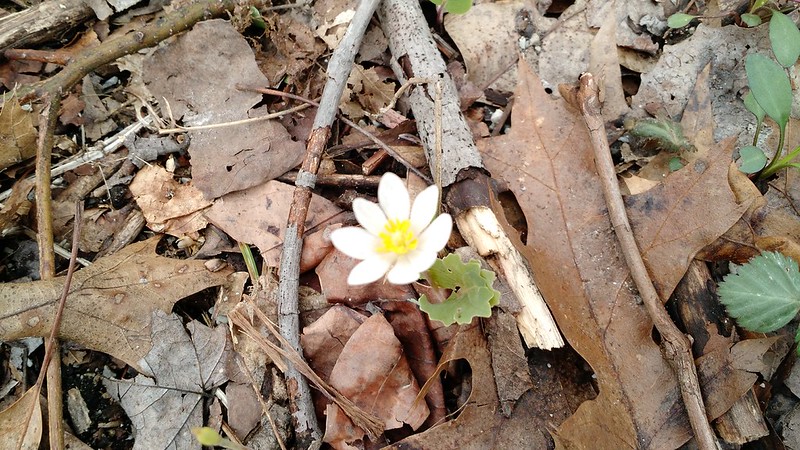 Bloodroot