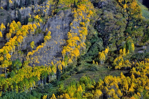 trees mountains nature colorado unitedstates evergreen mountainside aspen day6 lookingwest yellowleaves whiterivernationalforest project365 colorefexpro sieversmountain elkmountains absolutelystunningscapes nikond800e capturenx2edited hillsideoftrees