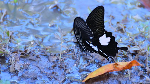 autumn india nature butterfly asia dof outdoor depthoffield lepidoptera bengal basking papilionidae tropicalbutterfly buxatigerreserve nikond7000 jayantiforest yellowhelen tamronspaf70300mmf456divcusdlens পশ্চিমবঙ্গেরপ্রজাপতি papilionepheluschaon princepsnepheluswd