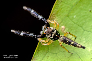 Jumping spider (Bavia sp.) - DSC_4950