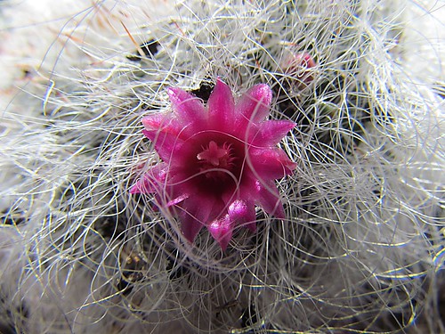 Cactus flower | by David_Rudeforth