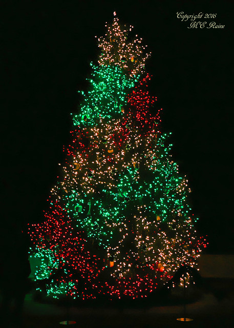 2015 Longwood Christmas:  Outdoors Nighttime Lights & Main Tree (3 of 3) at Longwood Gardens of Kennett Square, PA