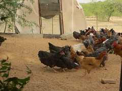 Ferme bio à Nouakchott