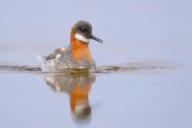 Phalaropus lobatus | Red-necked Phalarope | smalnäbbad simsnäppa