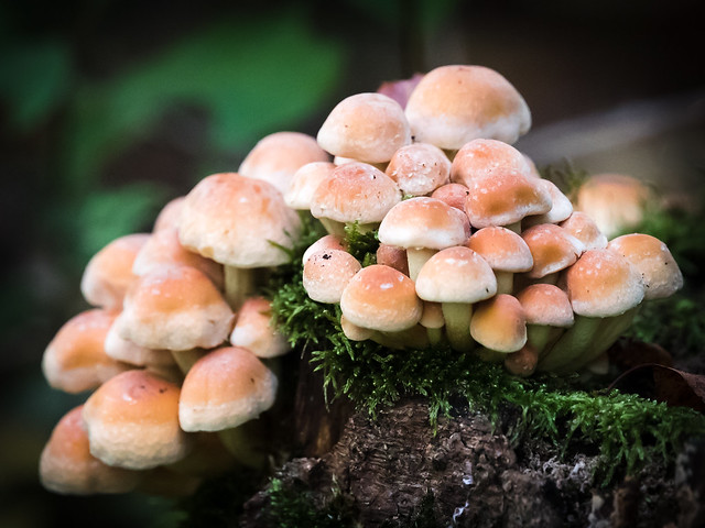 A Heap Of Mushrooms - Ein Haufen Pilze (Joe)