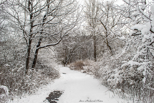 trees winter snow nikon snowy snowstorm wintertime snowfall bushes snowscape d3100 smack53 sterlingforestpark