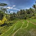 Rice terraces around Pura Gunung Kawi