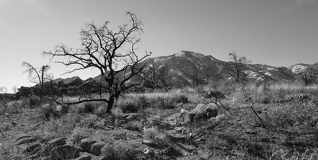 Granite Mountain and charred trees.  Prescott, Arizona, 2016.