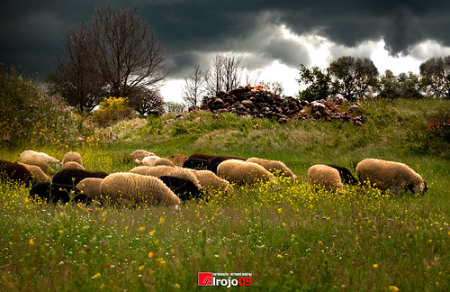 naturaleza animal rural guadalajara paisaje nubes tormenta campo prado oveja hierba castillalamancha airelibre ovejas valdeavellano alrojo09