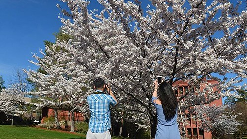The #Yoshino cherry trees planted 14 years ago @wsupullman owe their existence to a donor living on the other side of the Pacific Ocean. Koichiro Iwasaki, who earned his master’s degree in economics at #WSU in 1983, donated the trees “to symbolize a perma