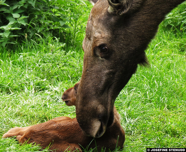 20140830_06 Baby moose (4 days old) & mother | Sweden