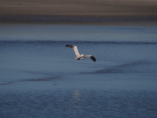 Pelican | OLYMPUS DIGITAL CAMERA | carlinsc | Flickr